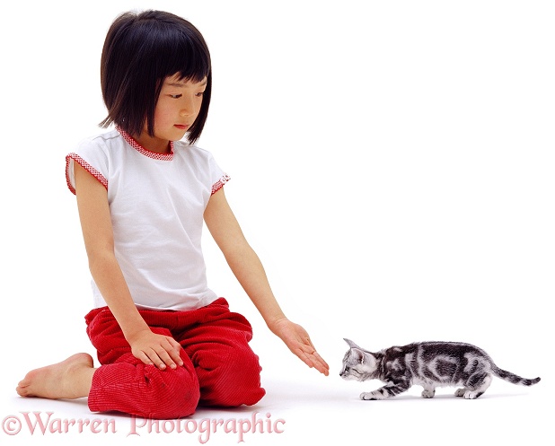 Chinese girl Louisa, 6 years old, with silver tabby kitten Butterfly, 9 weeks old, white background