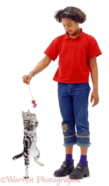 Afro-Caribbean girl, Gemma, 11 years old, with silver tabby catten Fleur, 6 months old, white background