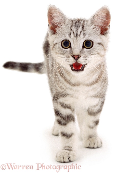 Silver tabby male kitten, Butterfly, 12 weeks old, panting, white background