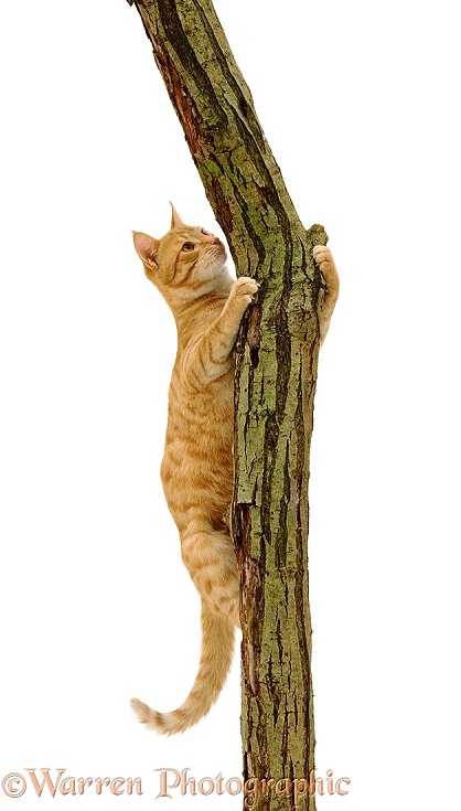 Young ginger cat Sparky climbing showing claws holding on to rough bark, white background