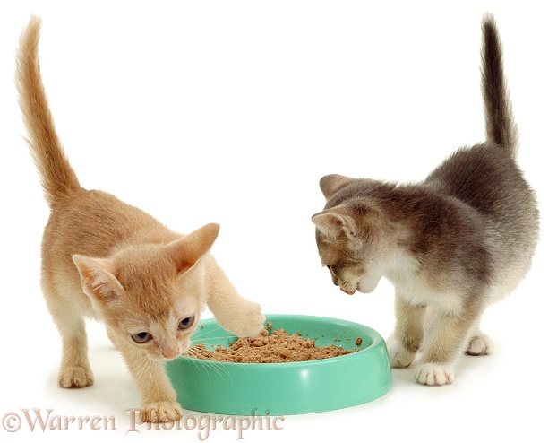 Cream Burmese-cross kitten in food covering action after he has finished feeding, white background