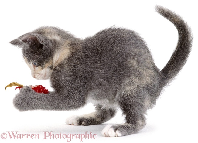 Blue-cream kitten Punky playing with a toy, picking it up in her front paws. 8 weeks old, white background