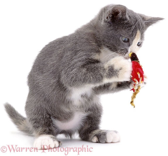 Blue-cream kitten Punky playing with a toy, picking it up in her front paws. 8 weeks old, white background