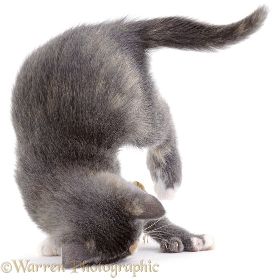 Blue-cream kitten Punky somersaulting as she plays with a toy, white background