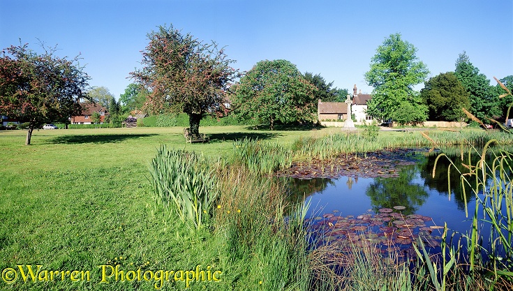 Buckland pond.  Surrey, England