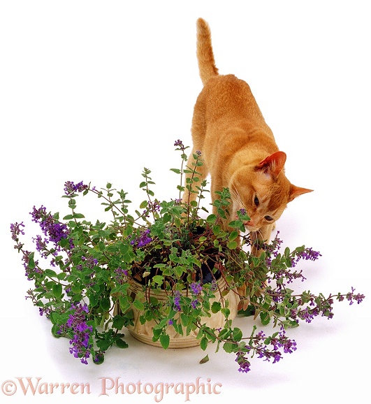 A cat investigating a catmint / catnip plant, white background