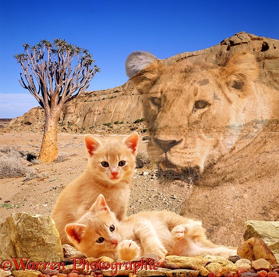 The spirit of a lioness protects young kittens in the Namib Desert
