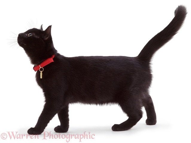 Young female black catten Kitty, 16 weeks old, in red collar with identity tag, white background