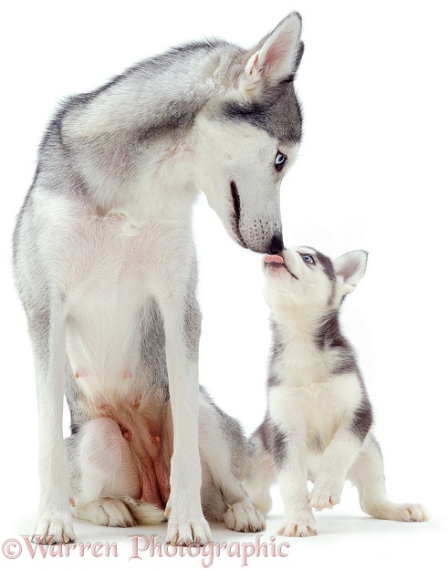 Husky pup licking mother's muzzle, white background