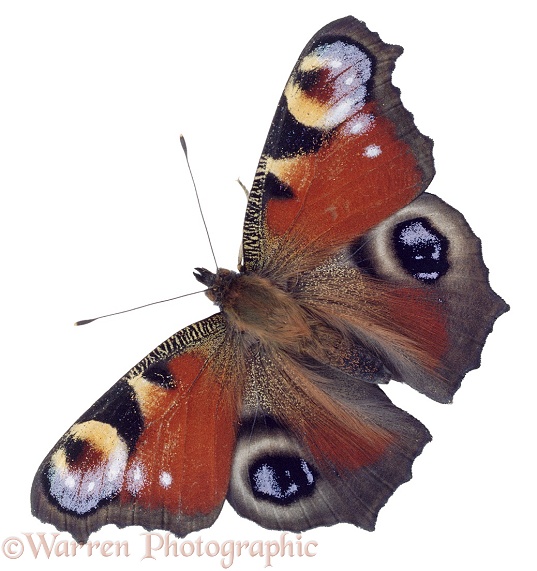 Peacock Butterfly (Inachis io), white background