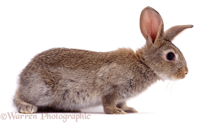 Young Rabbit, white background