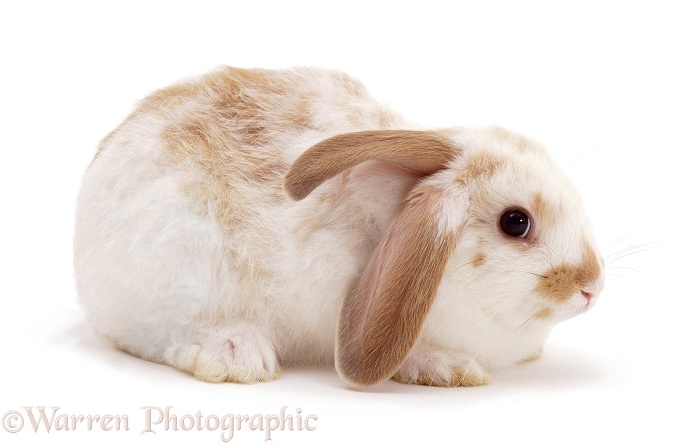 Windmill-ears Rabbit, white background