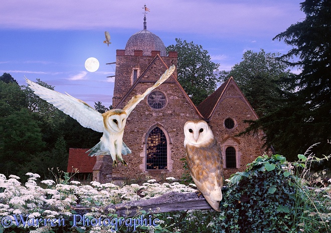 Barn Owls (Tyto alba) at Albury Church jigsaw