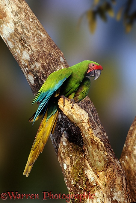 Buffon's Macaw (Ara ambigua).  Central & South America