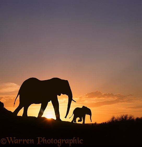 African Elephant (Loxodonta africana) mother and baby at sunrise