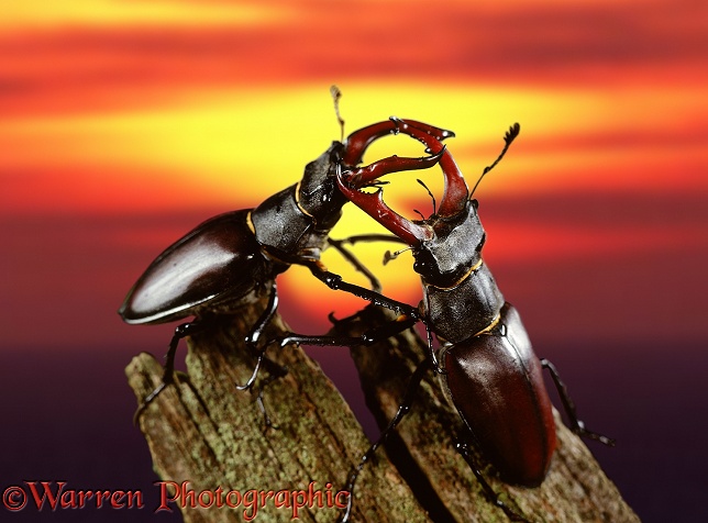 Male Stag Beetles (Lucanus cervus) sparring at sunset.  Europe