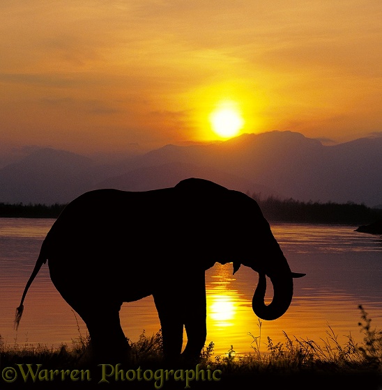 African Elephant (Loxodonta africana) drinking at sunset