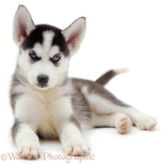 Siberian Husky pup, 6 weeks old, lying with head up, white background