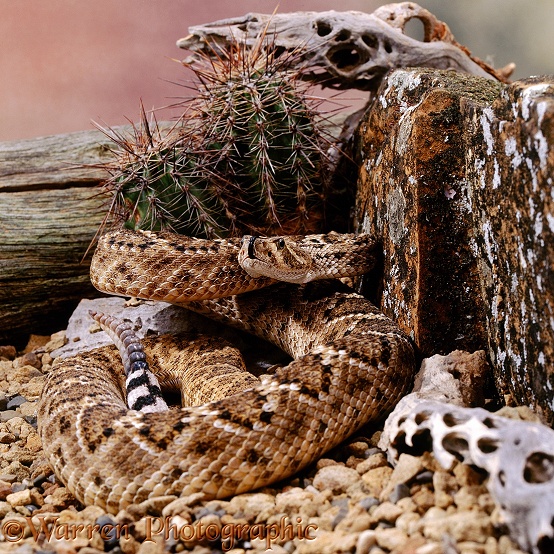 Western Diamondback Rattlesnake (Crotalus atrox).  North America