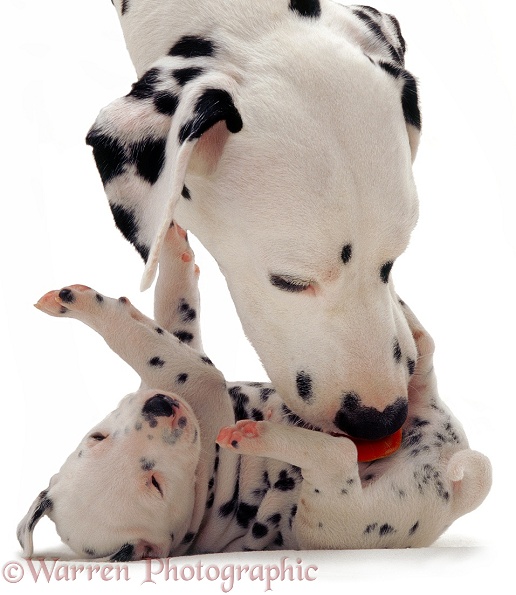 Dalmatian bitch Spot, licking one of her pups, white background