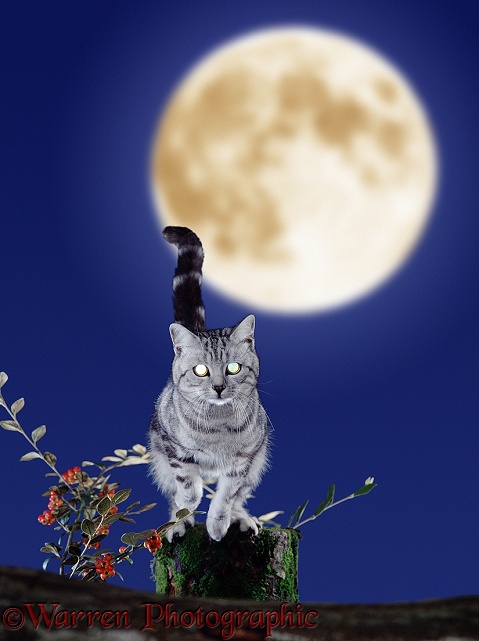 Silver tabby cat leaping at night