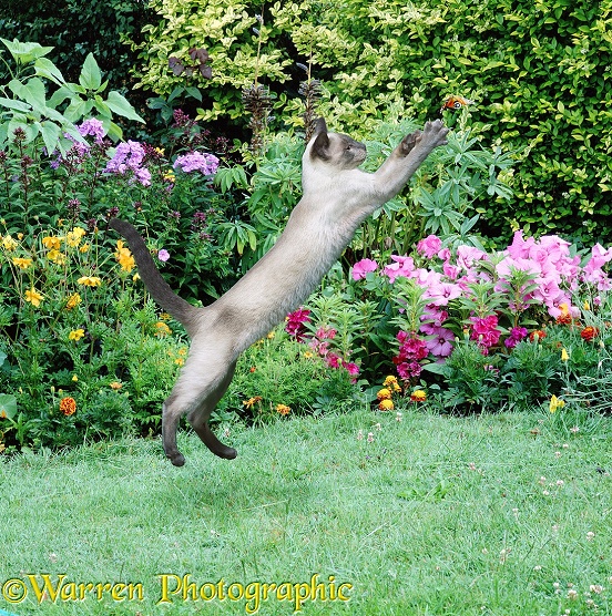 A young Siamese cat takes a leap to try and catch a butterfly