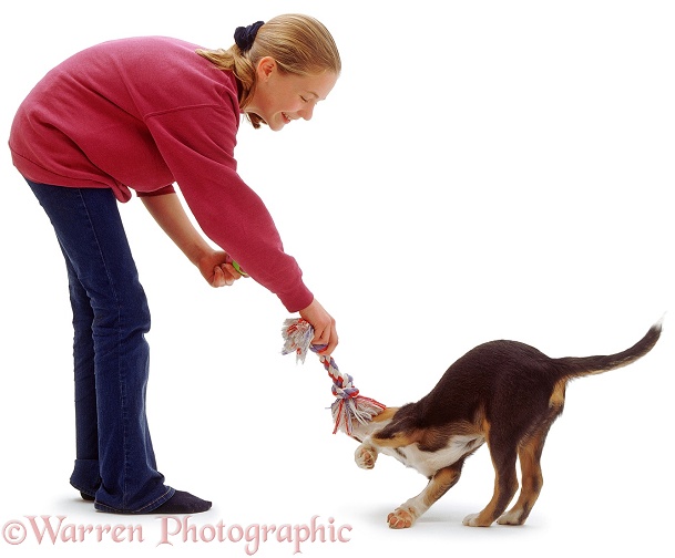 Border Collie, Sky's blue tricolour boy pup, 11 weeks old, playing retrieve with Emily and a ragger, white background