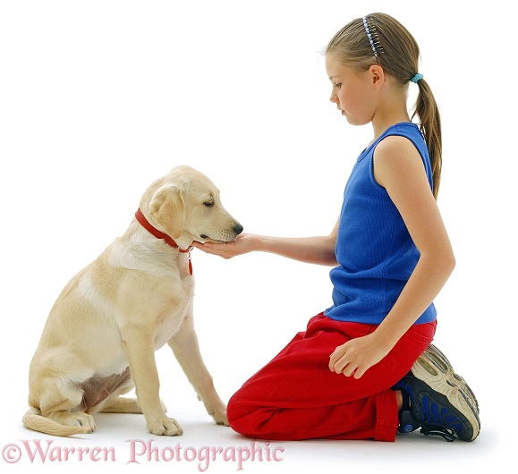Sian (9) with Labrador x Retriever pup, Bebe, 16 weeks old, not taking treat from her hand, waiting for permission to take it, white background
