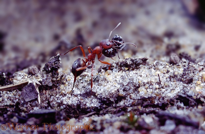 Slave-making Ant (Formica sanguinea) carrying Negro Ant (Formica fusca) slave
