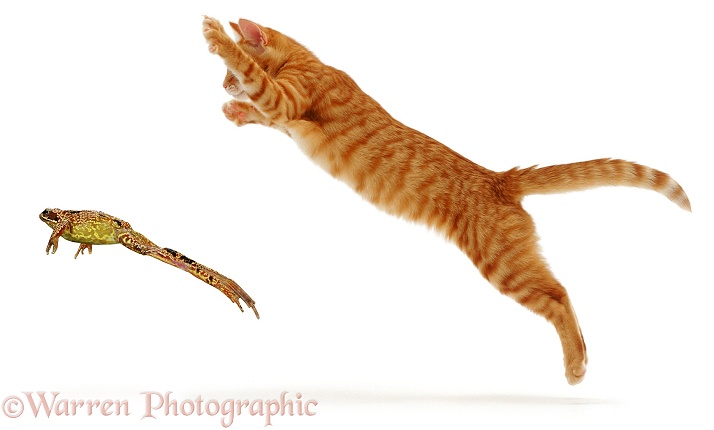 Ginger cat pouncing at a frog, white background