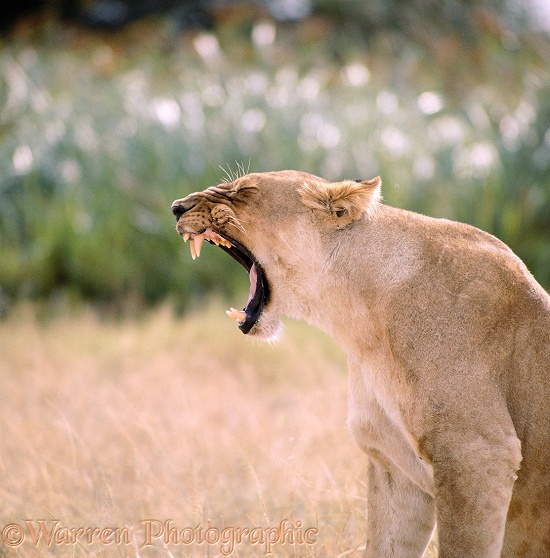 African Lioness (Panthera leo) yawning