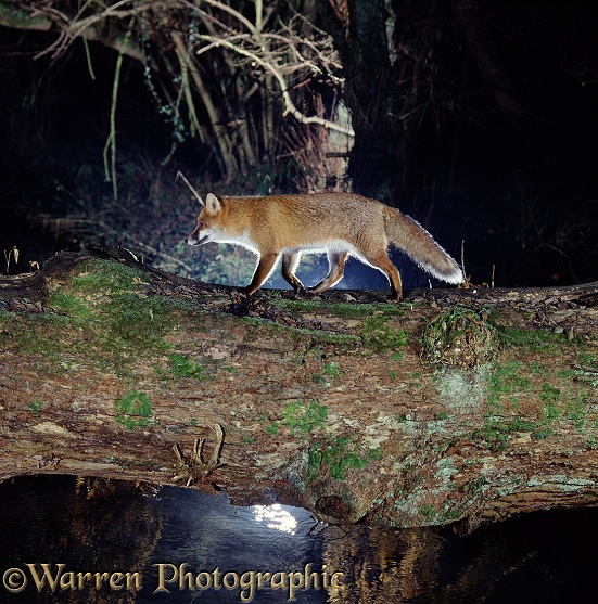 Red Fox (Vulpes vulpes) using a fallen tree trunk to cross a forest stream at night