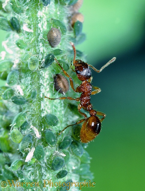Red Ant (Myrmica rubra) collecting honeydew from aphids on nettle stem.  Europe