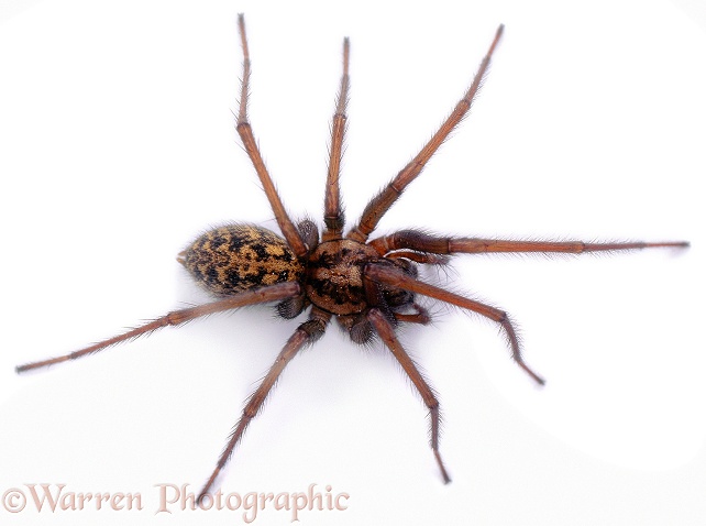 House Spider (Tegenaria gigantea) female, white background