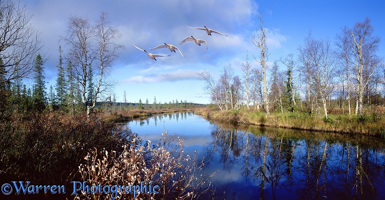 Whooper Swans (Cygnus cygnus) flying over a river with reflected birch trees.  Finland