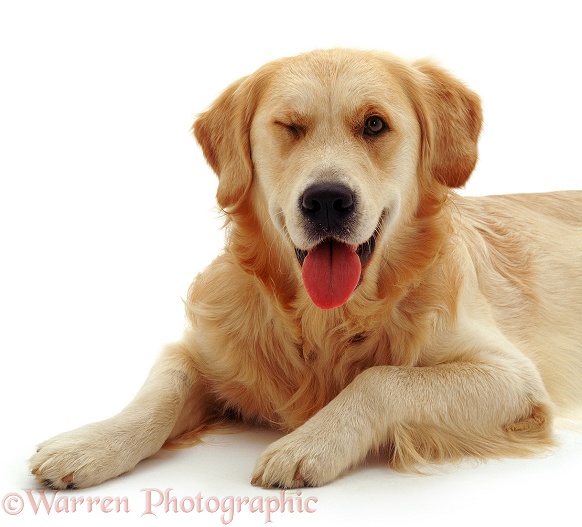Golden Retriever dog Jez winking, white background