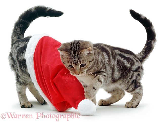 Kittens playing with a Santa hat, white background