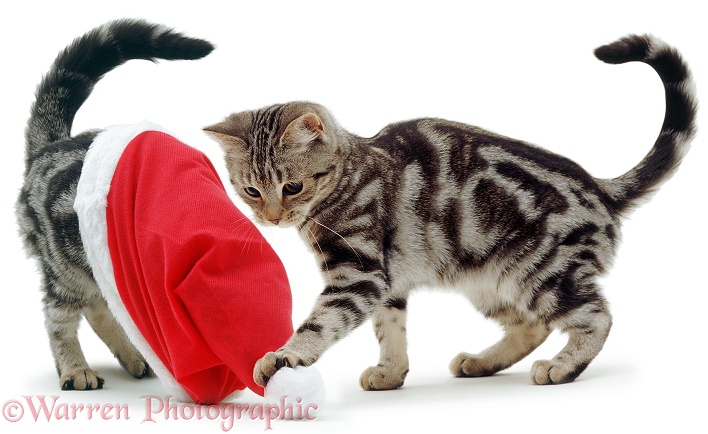 Silver tabby kittens playing with a Father Christmas hat, white background