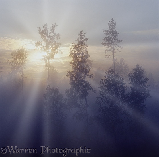 Mist at sunrise with birches and pines.  Finland