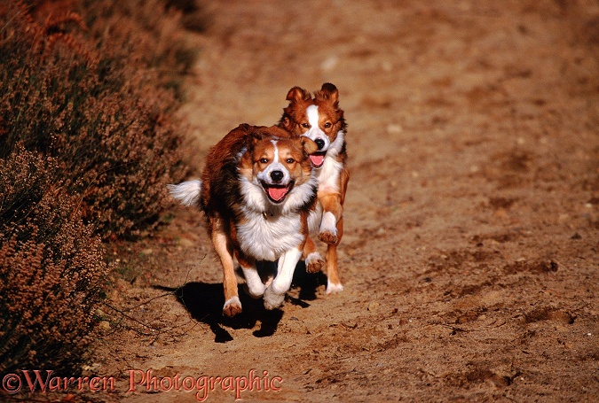 Border Collies, Bobby and Lollipop, running