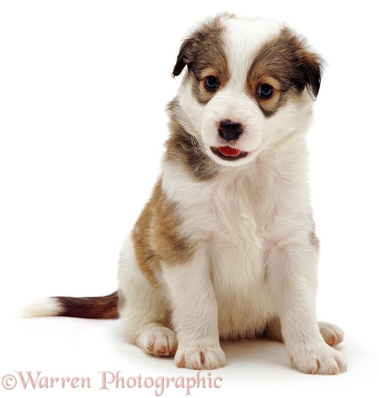 Sable Border Collie puppy, Badger, sitting, white background