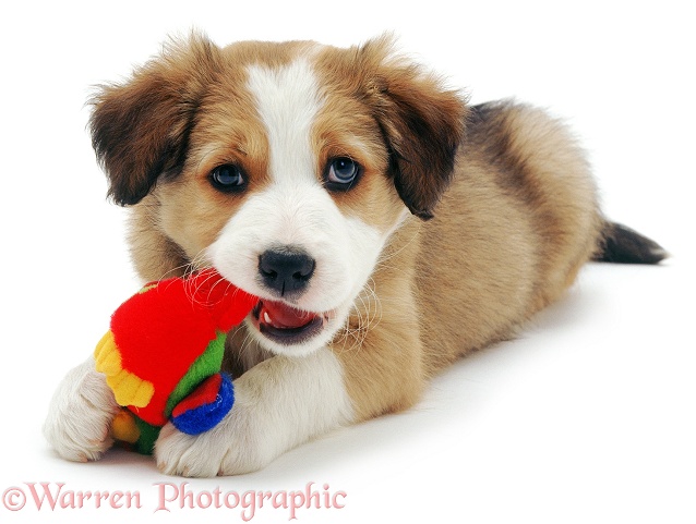 Sable Border Collie puppy, Tiny Tim, chewing a toy, white background