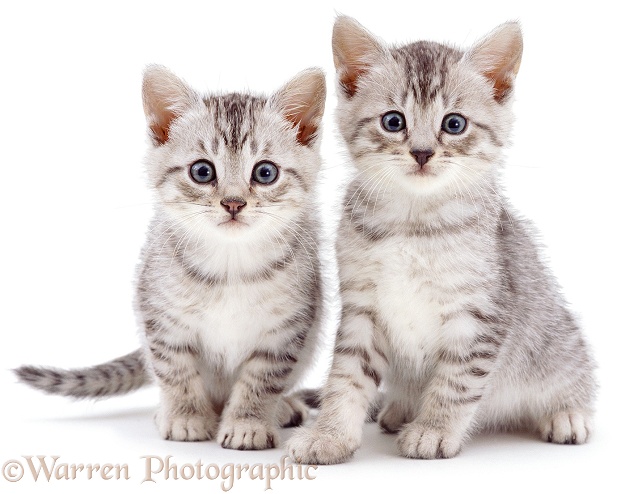 Silver spotted kittens, white background