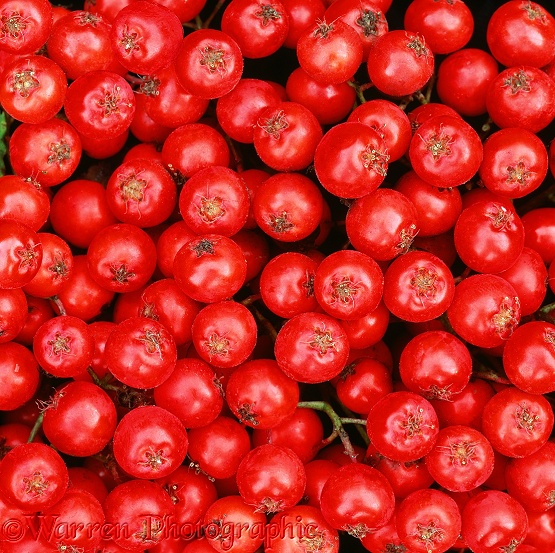 Rowan (Sorbus aucuparia) berries