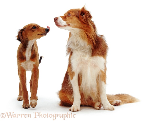Lurcher pup Charlie greeting Border Collie Brak with a lick, white background