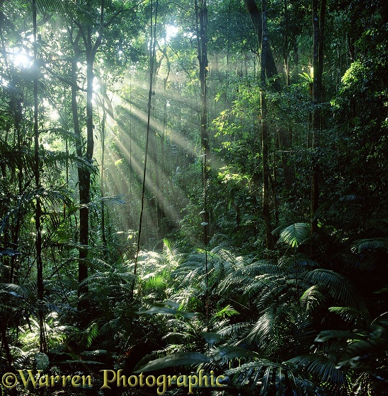 Sunbeams in tropical rainforest.  Queensland, Australia