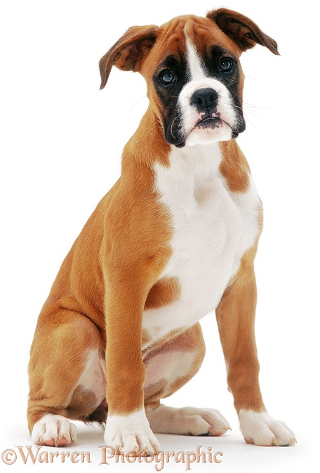 Boxer pup, Cleo, 11 weeks old, white background