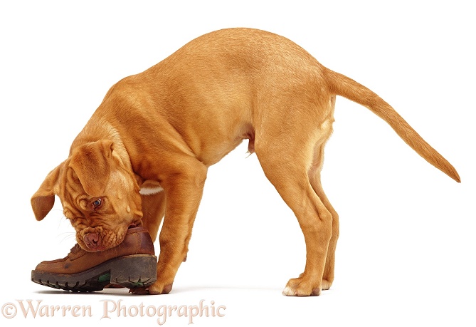 Dogue de Bordeaux chewing a shoe, white background