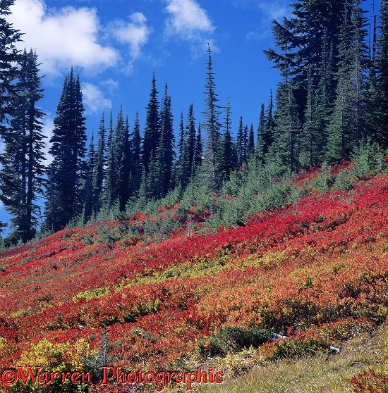 Autumn colours at Mt. Rainier.  Washington State, USA