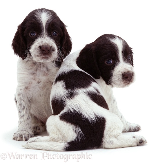 English Springer Spaniel pups, white background